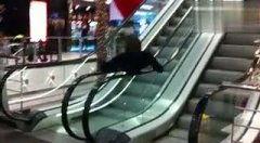 最牛国产电梯视频大全,最牛电梯视频大全深度解析