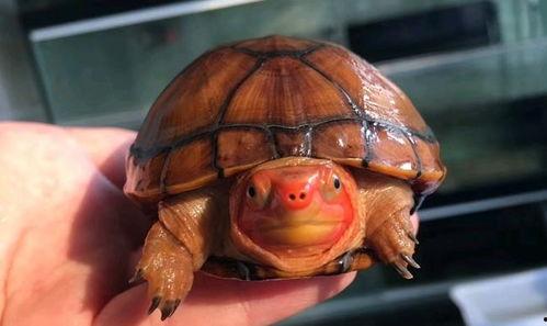 国产红面蛋龟养殖视频,视频教程带你轻松上手