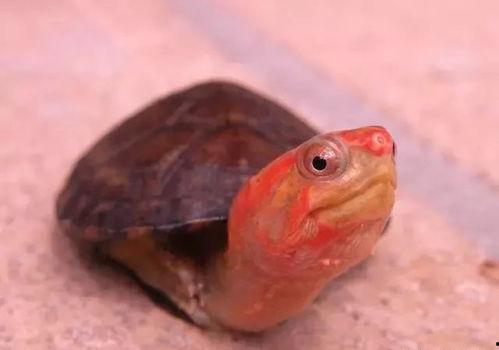 国产红面蛋龟养殖视频,视频教程带你轻松上手